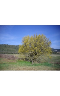 Micocoulier de Provence  - Celtis australis - Haie champetre  - Pepiniere Alsace - Vegetal Local Nord Est - Bio - Jardin forêt comestible - fruitier - permaculture