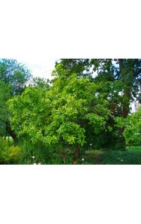 Néflier - Crataegus germanica - Haie champetre  - Pepiniere Alsace - Vegetal Local Nord Est - Bio - Jardin forêt comestible - fruitier - permaculture