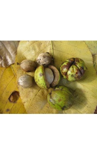 Pacanier rugueux - Caryer ovale - Carya ovata - Haie champetre  - Pepiniere Alsace - Vegetal Local Nord Est - Bio - Jardin forêt comestible - fruitier - permaculture