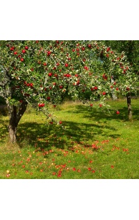 pepiniere_alsace_vegetal_local_bio_-_fruits