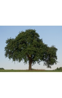 Poirier sauvage - Pyrus communis subsp. Pyraster  - Haie champetre  - Pepiniere Alsace - Vegetal Local Nord Est - Bio - Jardin forêt comestible - fruitier - permaculture