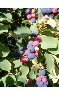 Amelanchier a feuilles ovales - Haie champetre  - Pepiniere Alsace - Vegetal Local Nord Est- Bio - Jardin forêt comestible - fruitier - permaculture