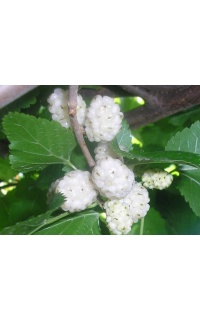 Mûrier blanc - Morus alba - Haie champetre  - Pepiniere Alsace - Vegetal Local Nord Est - Bio - Jardin forêt comestible - fruitier - permaculture