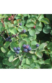 Amelanchier a feuilles d Aulne - Amelanchier alnifolia - Haie champetre  - Pepiniere Alsace - Vegetal Local Nord Est- Bio - Jardin forêt comestible - fruitier - permaculture