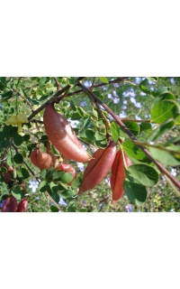 Baguenaudier - Colutea arborescens - Haie champetre  - Pepiniere Alsace - Vegetal Local Nord Est - Bio - Jardin forêt comestible - fruitier - permaculture