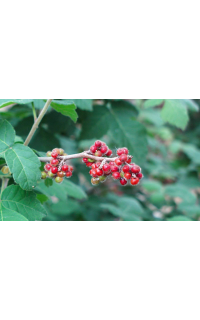 Sumac aromatique 'Grow low' – Vinaigrier couvre-sol - Rhus aromatica 'Grow low' - Haie champetre  - Pepiniere Alsace - Vegetal Local Nord Est - Bio - Jardin forêt comestible - fruitier - permaculture