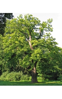 Châtaignier - Castanea sativa - Haie champetre  - Pepiniere Alsace - Vegetal Local Nord Est - Bio - Jardin forêt comestible - fruitier - permaculture