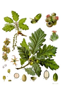 Chêne sessile - Quercus petraea - Haie champetre  - Pepiniere Alsace - Vegetal Local Nord Est - Bio - Jardin forêt comestible - fruitier - permaculture