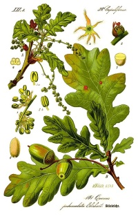 Chêne pédonculé - Quercus robur - Haie champetre  - Pepiniere Alsace - Vegetal Local Nord Est - Bio - Jardin forêt comestible - fruitier - permaculture