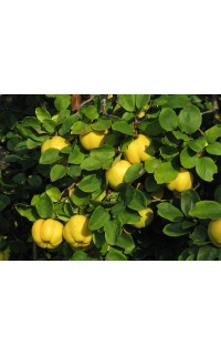 Cognassier 'Leskovac' - Cydonia oblonga - Haie champetre  - Pepiniere Alsace - Vegetal Local Nord Est - Bio - Jardin forêt comestible - fruitier - permaculture
