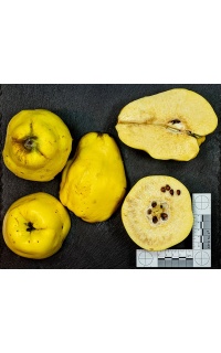 cognassier_vranja_-_cydonia_oblonga_-_pepiniere_alsace_vegetal_local_bio_-_fruit_2055085722