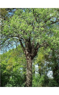 Cormier - Sorbus domestica - Haie champetre  - Pepiniere Alsace - Vegetal Local Nord Est - Bio - Jardin forêt comestible - fruitier - permaculture