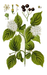 Cornouiller sanguin - Cornus sanguinea - Haie champetre  - Pepiniere Alsace - Vegetal Local Nord Est - Bio - Jardin forêt comestible - fruitier - permaculture