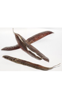 Févier d’Amérique - Gleditsia triacanthos - Haie champetre  - Pepiniere Alsace - Vegetal Local Nord Est - Bio - Jardin forêt comestible - fruitier - permaculture