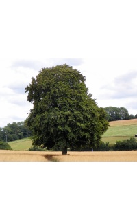 Hêtre commun - Fagus sylvatica - Haie champetre  - Pepiniere Alsace - Vegetal Local Nord Est - Bio - Jardin forêt comestible - fruitier - permaculture