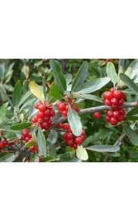 Shépherdie argentée - Shepherdia argentea - Haie champetre  - Pepiniere Alsace - Vegetal Local Nord Est - Bio - Jardin forêt comestible - fruitier - permaculture