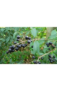Troène commun - Ligustrum vulgare  - Haie champetre  - Pepiniere Alsace - Vegetal Local Nord Est - Bio - Jardin forêt comestible - fruitier - permaculture