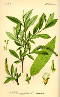 Saule à trois étamines - Salix triandra - Haie champetre  - Pepiniere Alsace - Vegetal Local Nord Est - Bio - Jardin forêt comestible - fruitier - permaculture