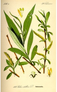 Saule blanc - Salix alba - Haie champetre  - Pepiniere Alsace - Vegetal Local Nord Est - Bio - Jardin forêt comestible - fruitier - permaculture