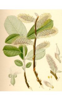 Saule cendré - Salix cinerea - Haie champetre  - Pepiniere Alsace - Vegetal Local Nord Est - Bio - Jardin forêt comestible - fruitier - permaculture