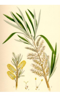 Saule des vanniers - Salix viminalis - Haie champetre  - Pepiniere Alsace - Vegetal Local Nord Est - Bio - Jardin forêt comestible - fruitier - permaculture