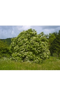 Sureau noir - Sambucus nigra - Haie champetre  - Pepiniere Alsace - Vegetal Local Nord Est - Bio - Jardin forêt comestible - fruitier - permaculture
