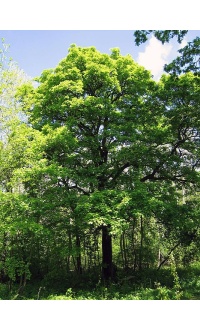 Alisier torminal - Sorbus torminalis- Haie champetre - Pepiniere Alsace - Vegetal Local Nord Est- Bio