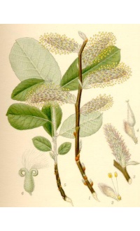 Saule cendré - Salix cinerea - Haie champetre  - Pepiniere Alsace - Vegetal Local Nord Est - Bio - Jardin forêt comestible - fruitier - permaculture