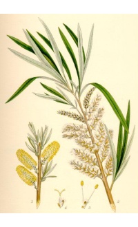 Saule des vanniers - Salix viminalis - Haie champetre  - Pepiniere Alsace - Vegetal Local Nord Est - Bio - Jardin forêt comestible - fruitier - permaculture