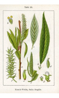Saule fragile - Salix fragilis - Haie champetre  - Pepiniere Alsace - Vegetal Local Nord Est - Bio - Jardin forêt comestible - fruitier - permaculture