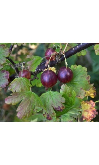 Groseillier à maquereau 'Rouge Freedonia' (sans épine) - Ribes uva-crispa  - Haie champetre  - Pepiniere Alsace - Vegetal Local Nord Est - Bio - Jardin forêt comestible - fruitier - permaculture