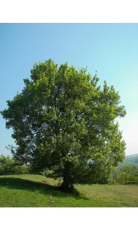 Érable champêtre - Acer campestre - Haie champetre  - Pepiniere Alsace - Vegetal Local Nord Est - Bio - Jardin forêt comestible - fruitier - permaculture