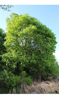 Érable plane - Acer platanoides  - Haie champetre  - Pepiniere Alsace - Vegetal Local Nord Est - Bio - Jardin forêt comestible - fruitier - permaculture