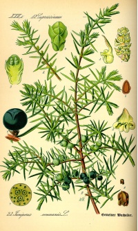 Genévrier commun - Juniperus communis - Haie champetre  - Pepiniere Alsace - Vegetal Local Nord Est - Bio - Jardin forêt comestible - fruitier - permaculture