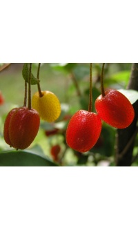 Goumi du Japon - Elaeagnus multiflora - Haie champetre  - Pepiniere Alsace - Vegetal Local Nord Est - Bio - Jardin forêt comestible - fruitier - permaculture