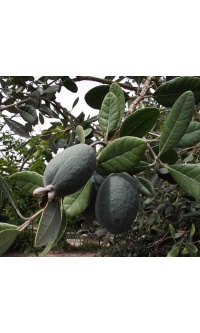 Goyavier du Brésil 'Apollo' - Feijoa sellowiana - Haie champetre  - Pepiniere Alsace - Vegetal Local Nord Est - Bio - Jardin forêt comestible - fruitier - permaculture