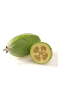 Goyavier du Brésil 'Coolridge' ou ‘Gemini’ - Feijoa sellowiana - Haie champetre  - Pepiniere Alsace - Vegetal Local Nord Est - Bio - Jardin forêt comestible - fruitier - permaculture