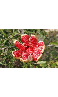 Grenadier 'Mollar de Elche' - Punica granatum - Haie champetre  - Pepiniere Alsace - Vegetal Local Nord Est - Bio - Jardin forêt comestible - fruitier - permaculture