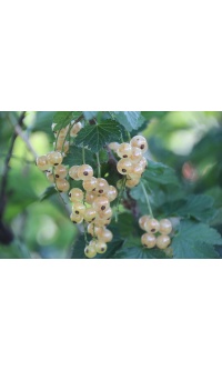 Groseillier à grappes 'Blanches de Versailles' - Ribes sativum - Haie champetre  - Pepiniere Alsace - Vegetal Local Nord Est - Bio - Jardin forêt comestible - fruitier - permaculture