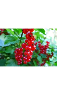 Groseillier à grappes 'Rolan' - Ribes rubrum - Haie champetre  - Pepiniere Alsace - Vegetal Local Nord Est - Bio - Jardin forêt comestible - fruitier - permaculture