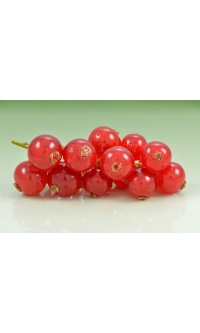 Groseillier à grappes 'Rouges de Versailles' - Ribes rubrum - Haie champetre  - Pepiniere Alsace - Vegetal Local Nord Est - Bio - Jardin forêt comestible - fruitier - permaculture