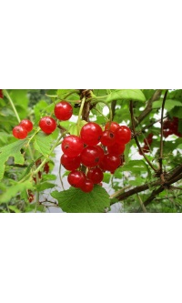 groseillier_a_grappes_rovada_-_ribes_rubrum_-_pepiniere_alsace_vegetal_local_bio_-_fruits