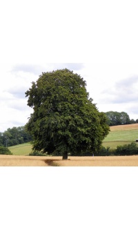 Hêtre commun - Fagus sylvatica - Haie champetre  - Pepiniere Alsace - Vegetal Local Nord Est - Bio - Jardin forêt comestible - fruitier - permaculture