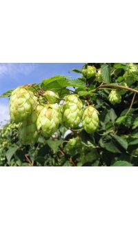 Houblon - Humulus lupulus - Haie champetre  - Pepiniere Alsace - Vegetal Local Nord Est - Bio - Jardin forêt comestible - fruitier - permaculture