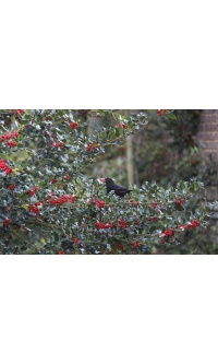 Houx commun - Ilex aquifolium - Haie champetre  - Pepiniere Alsace - Vegetal Local Nord Est - Bio - Jardin forêt comestible - fruitier - permaculture