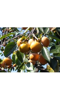 kaki_-_plaqueminier_-_diospyros_kaki_-_pepiniere_alsace_vegetal_local_bio_-_fruits_et_feuilles
