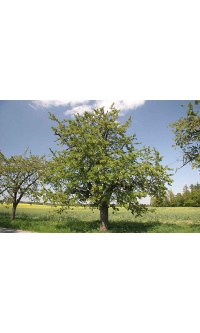 Merisier - Prunus avium - Haie champetre  - Pepiniere Alsace - Vegetal Local Nord Est - Bio - Jardin forêt comestible - fruitier - permaculture