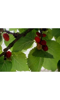 Mûrier rouge 'Illinois Everbearing' - Morus rubra - Haie champetre  - Pepiniere Alsace - Vegetal Local Nord Est - Bio - Jardin forêt comestible - fruitier - permaculture