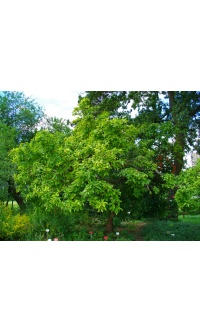 Néflier - Crataegus germanica - Haie champetre  - Pepiniere Alsace - Vegetal Local Nord Est - Bio - Jardin forêt comestible - fruitier - permaculture