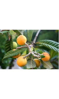 Néflier du Japon - Eriobotrya japonica - Haie champetre  - Pepiniere Alsace - Vegetal Local Nord Est - Bio - Jardin forêt comestible - fruitier - permaculture